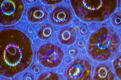 colorful-universe